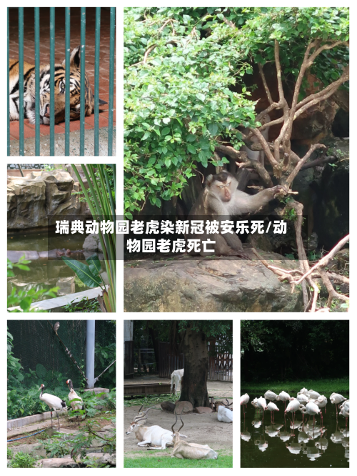 瑞典动物园老虎染新冠被安乐死/动物园老虎死亡